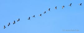 Kraniche auf dem Flug in den Süden