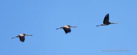 Kraniche auf dem Flug in den Süden