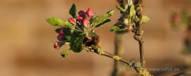 Apfelbaumblüte 