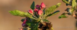 Apfelbaumblüte 