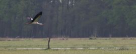 Storch