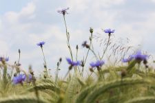 2008-06-21_9998-Bockholt_web