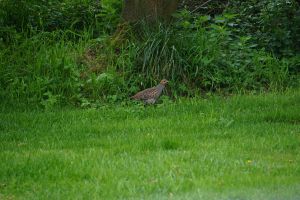 2020-04-29_4881_Bockholt-Rebhuhn_web
