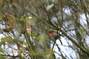 2020-10-29_6356_Bockholt_web