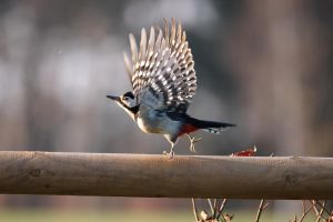 2022-03-14_0473_Specht-Meisen_web