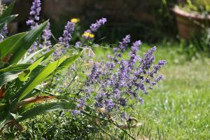 2023-06-06_9269_Garten_web