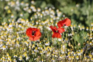 2022-07-08_9212_Wissant-Aermelkanal_3000